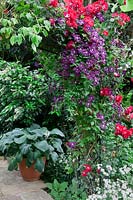 Rosa 'Dortmund' and  Clematis 'Etoile Violette' climbing on archway above a terracotta pot of Hostas and Astrantia major.