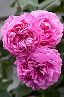 Rosa 'Louise Odier'