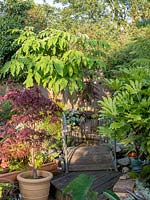 Tetrapanax papyrifer gives a tropical feel to the summer border  