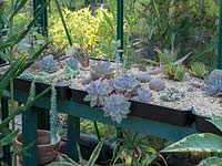 The greenhouse contains shallow pans with an assortment of cacti and succulents.  This is a good way to grow these plants as most are shallow rooted.