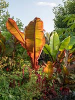 Ensete ventricosum and Musa basjoo underplanted with Cannas give a tropical feel to the bed and contrasting red and green colour scheme