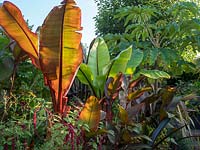 Ensete ventricosum and Musa basjoo underplanted with Cannas give a tropical feel to the bed and contrasting red and green colour scheme
