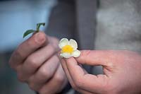 Young shoot and flower of Camellia Sinensis. Johan Jansen, owner of Special Plant Zundert, developed first tea plant in Europe.