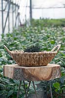 Dried tea leaves in basket on wooden table in the middle of the teaplants in greenhouse