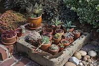 Collection of potted succulents in a stone sink including Aloe, Yucca, Sempervivum and Echeveria.