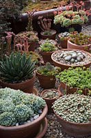 Collection of potted succulents including Aloe, Yucca, Sempervivum and Echeveria.