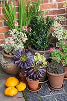 Collection of pots filled with Aeonium arboreum atropurpureum, variegated scented leaf  Pelargoniums and Buxus sempervirens - Box  with small squash.   