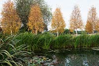 Betula ermanii - Birch trees overlook the still water of the pond.