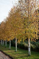 Row of golden leaved Betula ermanii - Birch - line the driveway in Autumn.