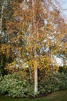 Betula pendula - silver birch underplanted with variegated Cornus