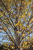 Betula pendula - Birch against a blue Autumn sky.