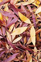 Fallen leaves of Fraxinus angustifolia 'Raywood' - Raywood Ash