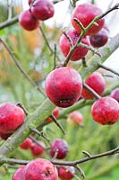 Malus x robusta - red Crab Apples on bare branches in Autumn.