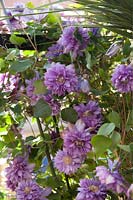 Clematis 'Vyvyan pennell'  - Amateur terrace. Milan, Italy
