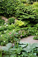 Decking - in the foreground Rose rugosa 'Alba', 'Rose of Picardy', Betilla striata, buxus, herbaceous and shrubby peonies.  Milan. Italy.