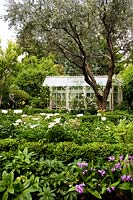 A view of the garden from the house. In the foreground Rose 'Rose of Picardy', Hellebores, White Peonies, Olive Tree and Lagerstroemia. Glasshouse made by artisan Tommaso Scacchi. Milan. Italy.