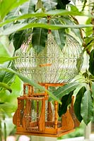 Schefflera actinophylla and an old bird cage in glasshouse, Milan. Italy.