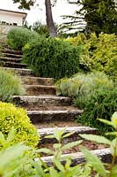 Steps between Santolina and Rosemary. Project garden, Macerata, Italy, June.