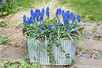 An early spring planter of Muscari 'Big Smile' planted with periwinkle - March