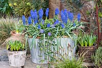 An early spring planter of Muscari 'Big Smile' planted with periwinkle - March
