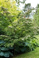 Cornus kousa 'Beni-Fuji', a deciduous tree bearing pink bracts in early summer - National Collection of  Cornus at Newby Hall.
