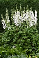 Delphinium 'Sandpiper', a herbaceous perennial with spikes of white and black-centred flowers in June.