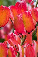 Cornus kousa var. chinensis 'Wisley Queen' with red autumn foliage.
