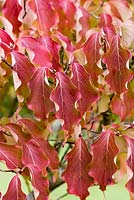 Cornus kousa 'Weisse Fontaine' with pink and orange foliage in autumn.
