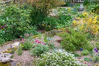 A gravel garden planted with spring flowering plants and bulbs including muscari, miniature dafodils, dwarf tulips, pasque flowers and forsythia.