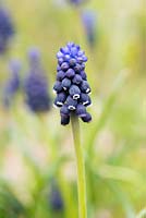 Muscari neglectum, a grape hyacinth first recorded in England in 1776 - April
