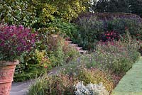 Bordering a sunny terrace, a long bed of shrubby salvias that flower from early summer until November.