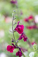 Salvia 'Nachtvlinder', a shrubby perennial with deep purple-maroon flowers 