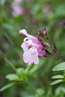 Salvia 'Dyson's Joy',  a shrubby perennial with bicoloured flowers from June until November.
