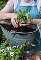 Plant the violas - Planting a vintage coal hod with bulbs. 