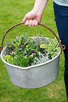 Select herbs with contrasting textures and colours, such as chives, golden oregano,  thyme, sorrel and sage. Violas add edible flowers - Planting Preserving Pan with Herbs