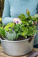 Plant bloody sorrel behind sage - Planting Preserving Pan with Herbs