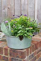 Aluminium preserving pan planted with herbs. In the middle, Viola tricolour, heartsease, encircled by sage, curry plant,  chives, golden oregano, thyme and sorrel.