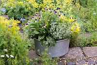 Aluminium preserving pan planted with herbs. In the middle, Viola tricolour, heartsease, encircled by sorrel, sage, curry plant,  chives, golden oregano and thyme,