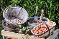 Preparing with compost, gravel for draining, trailing ivy and dwarf tulips to flower the following spring - Planting a Tulip Hanging Basket in Autumn.
