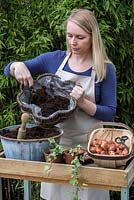 Adding general purpose compost - Planting a Tulip Hanging Basket in Autumn.