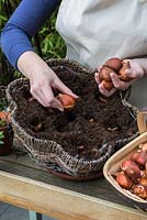 Planting one bulb per hole, pointed end uppermost - Planting a Tulip Hanging Basket in Autumn.