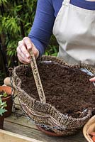 Labelling the tulips planted in autumn in a hanging basket, to flower the following spring - Planting a Tulip Hanging Basket in Autumn