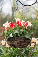 Hanging basket of Tulipa 'Little Girl' and 'Pinocchio', flowering in March.