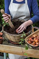 Planting one bulb per hole, pointed end uppermost - Planting a Tulip Hanging Basket in Autumn