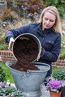 Adding general purpose compost to the bucket - Planting a Vintage Autumn Bucket
