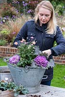 Adding ornamental cabbages round the sides of the bucket - Planting a Vintage Autumn Bucket