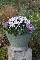 Vintage coal bucket planted with pink chrysanthemums, red ornamental cabbages and white cyclamen.