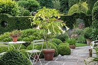 A pot of fragrant Angel's trumpets on stone terrace next to a seating area with box topiary balls linking the terrace and lawn