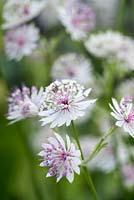 Astrantia major 'Buckland', an herbaceous perennial with white and pink flowers
