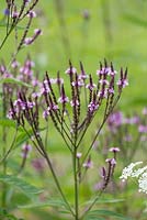 Verbena hastata, a herbaceous perennial bearing candelabra of pink flowers in summer